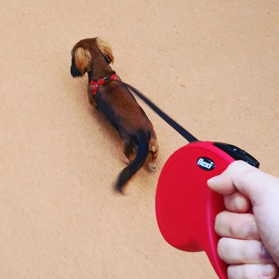 云养猫的品牌有哪些,云养猫设计品牌