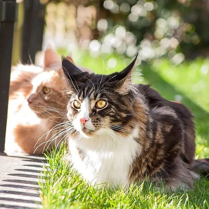 云养猫的品牌有哪些,云养猫设计品牌