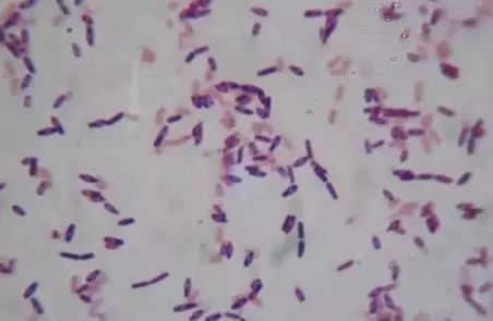 枯草芽孢杆菌对哪些抗生素有效,枯草芽孢杆菌能和杀虫药同用吗