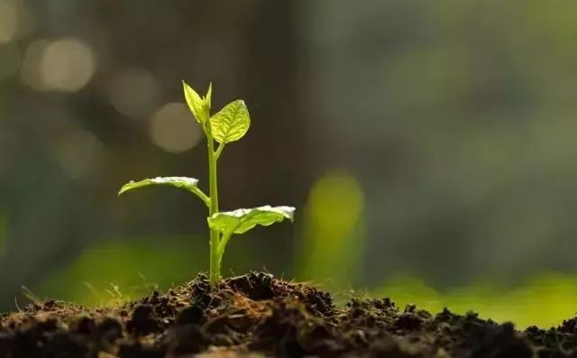 枯草芽孢杆菌能跟杀菌剂一起用么,枯草芽孢杆菌不能混什么杀菌剂