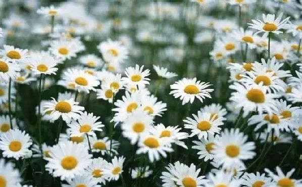 成都免费游玩景点推荐,成都景点免费门票一览表