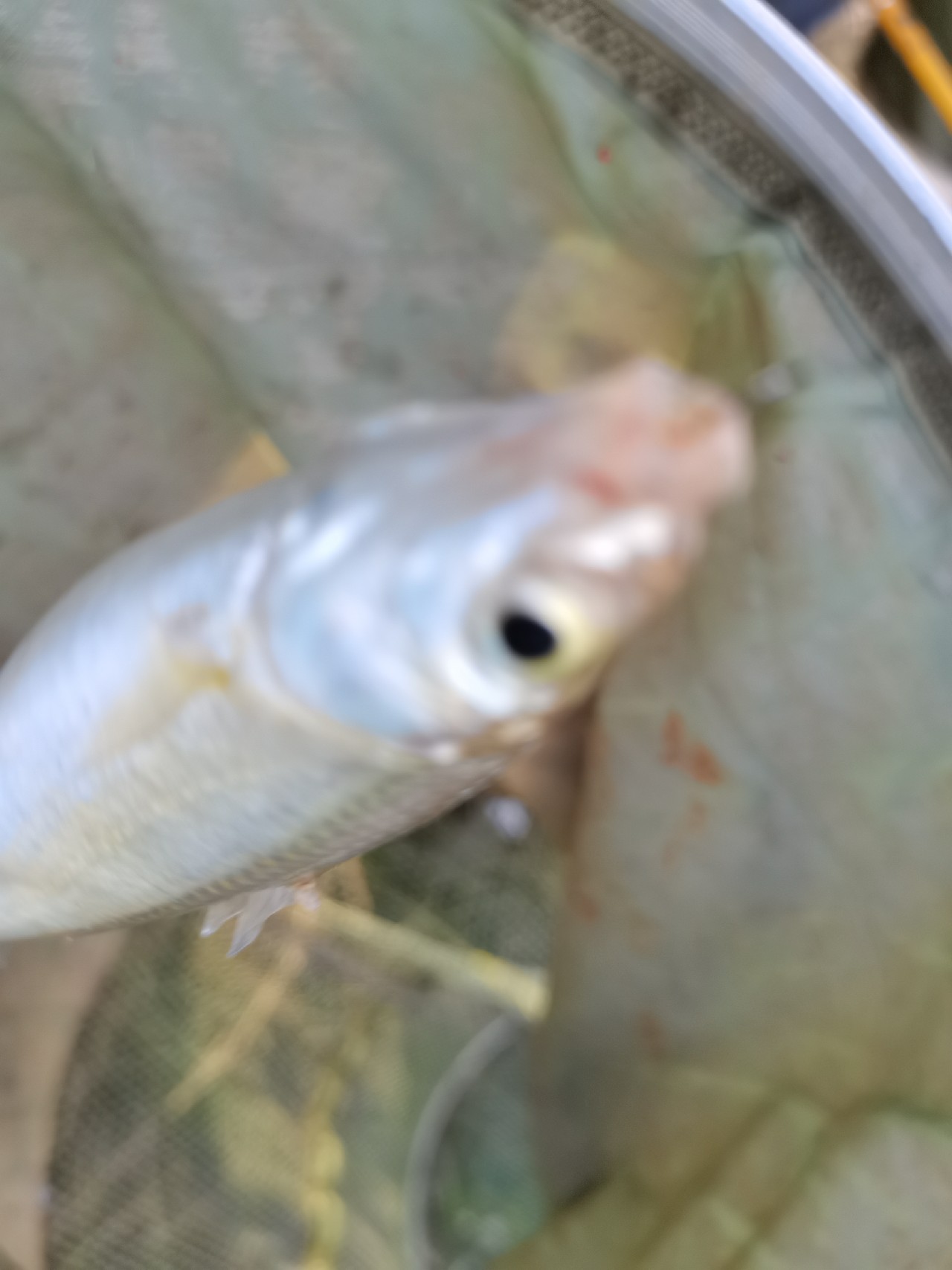 野钓白条全过程,拉白条用什么钓鱼