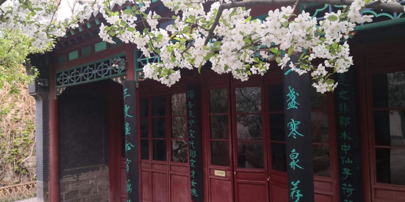 又到送寒衣时节,又到了送郁金香的季节