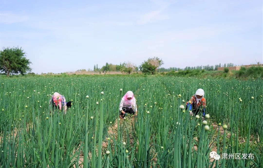 肃州区多措并举带动乡村旅游发展,聚焦五大振兴打造乡村振兴样板