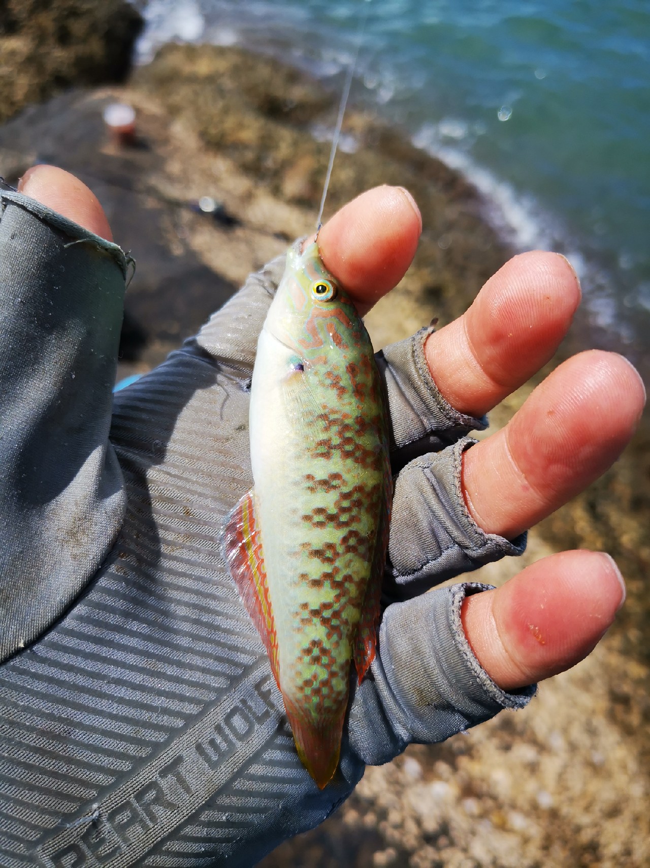 去小河边野采非常好看的观赏鱼,漂亮的观赏鱼美景