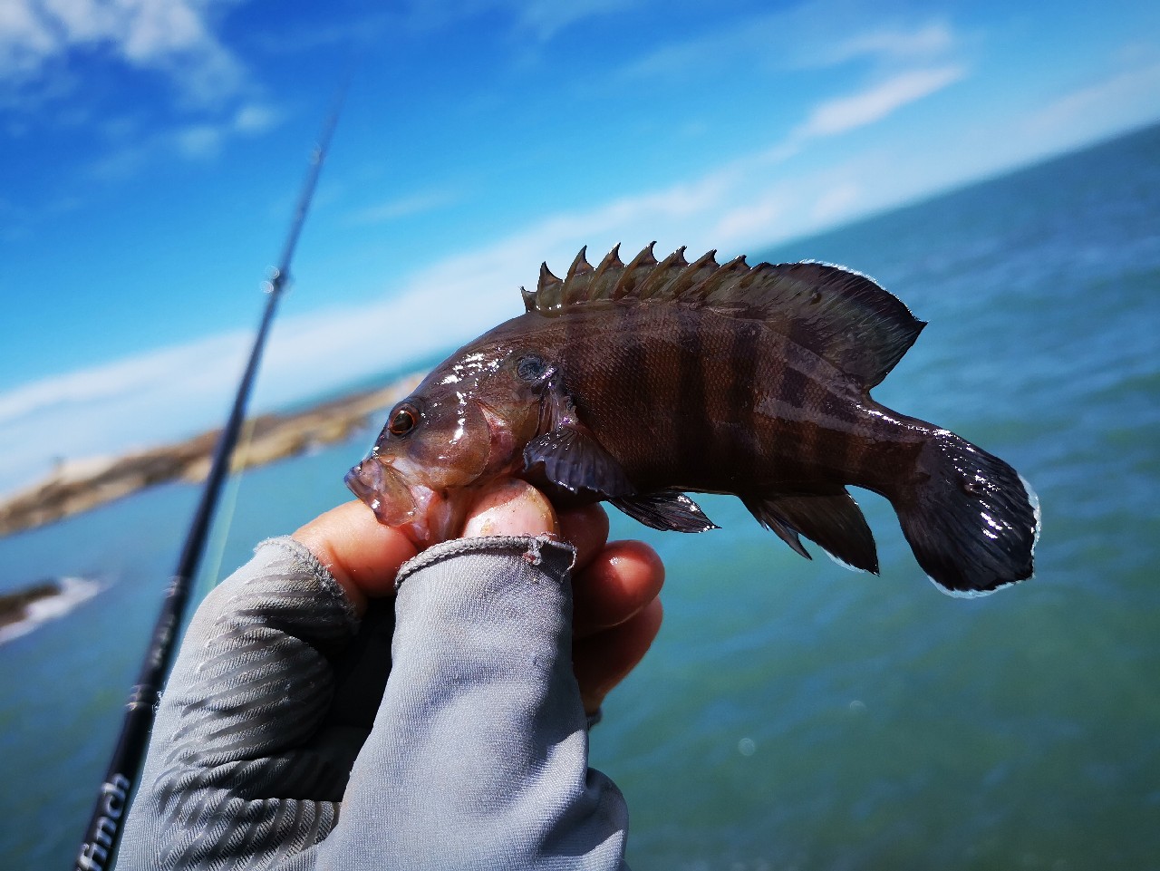 去小河边野采非常好看的观赏鱼,漂亮的观赏鱼美景