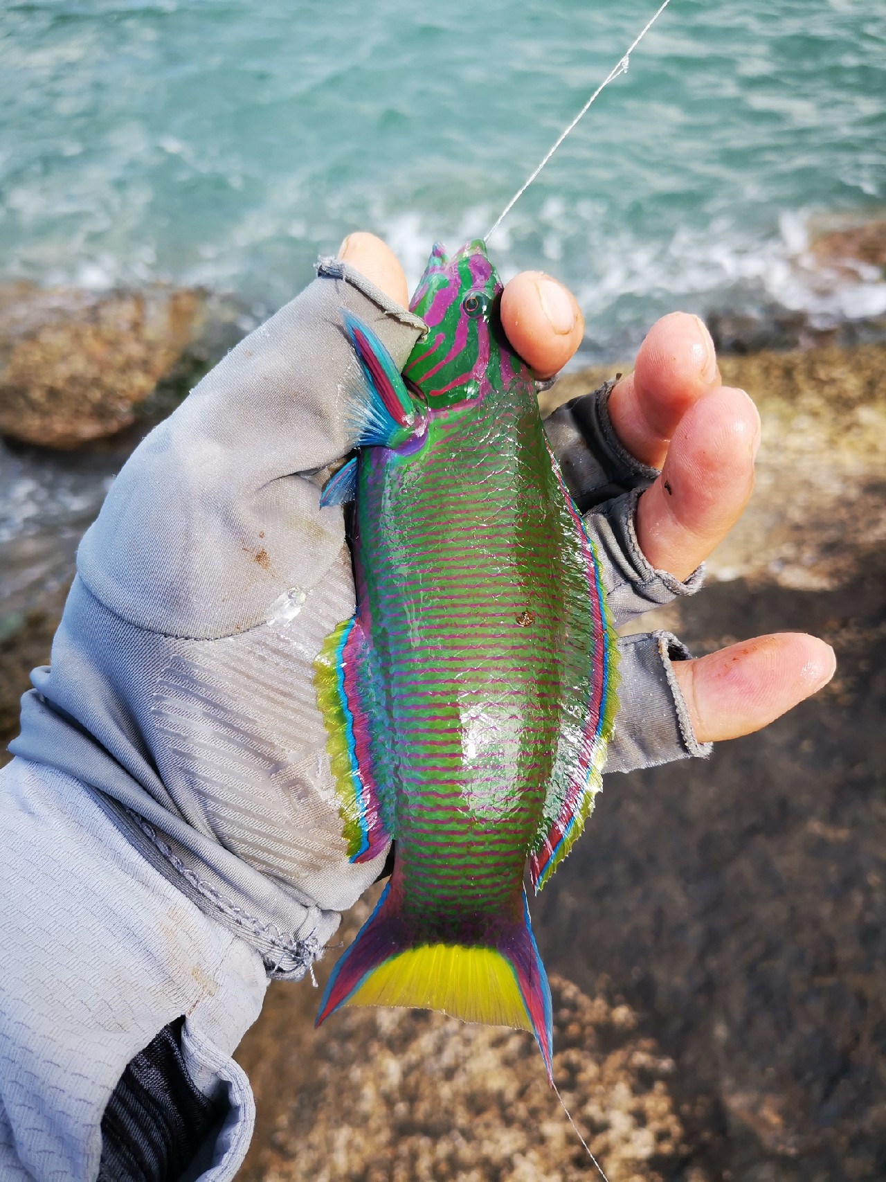 游姿优美的观赏鱼,木兰花乡风景区钓鱼