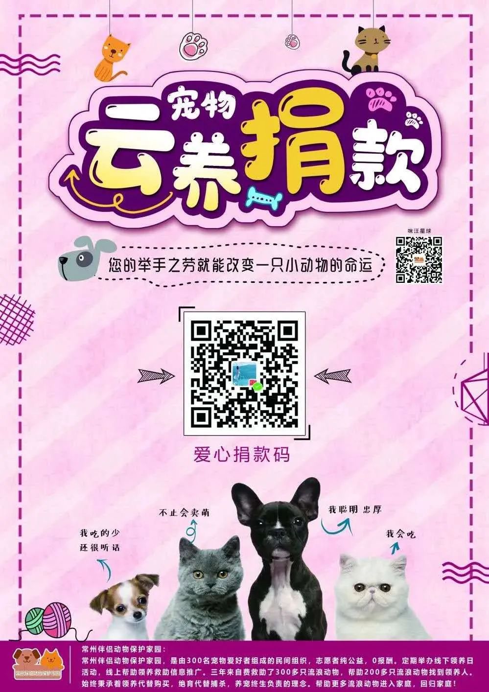 用领养代替购买，让流浪的“毛孩子”有个温馨的家~