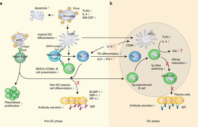*京大南**学吴稚伟教授团队关于新型布尼亚病毒SFTSV治疗的研究获重大突破