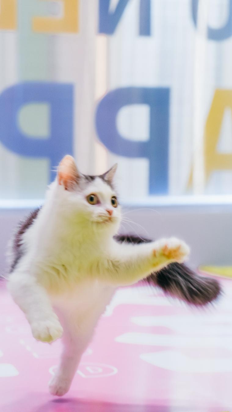 LOOK|海岸城更新·「宠物Mall」限时开放