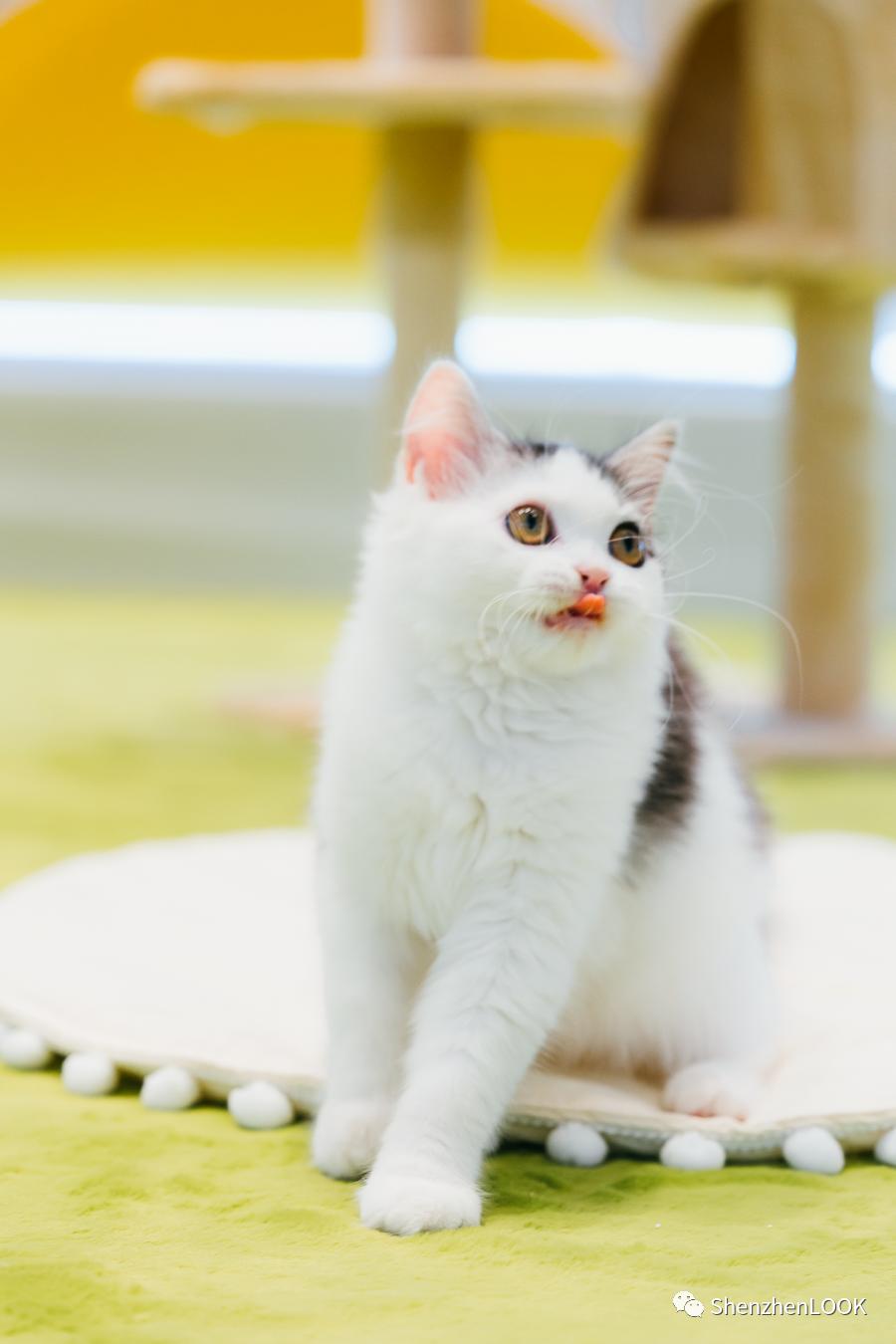 LOOK|海岸城更新·「宠物Mall」限时开放