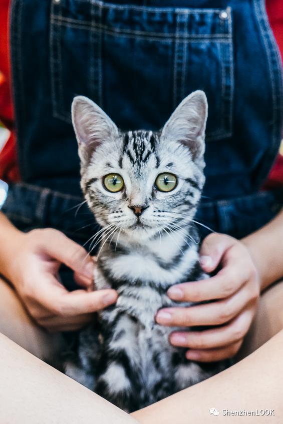 LOOK|海岸城更新·「宠物Mall」限时开放