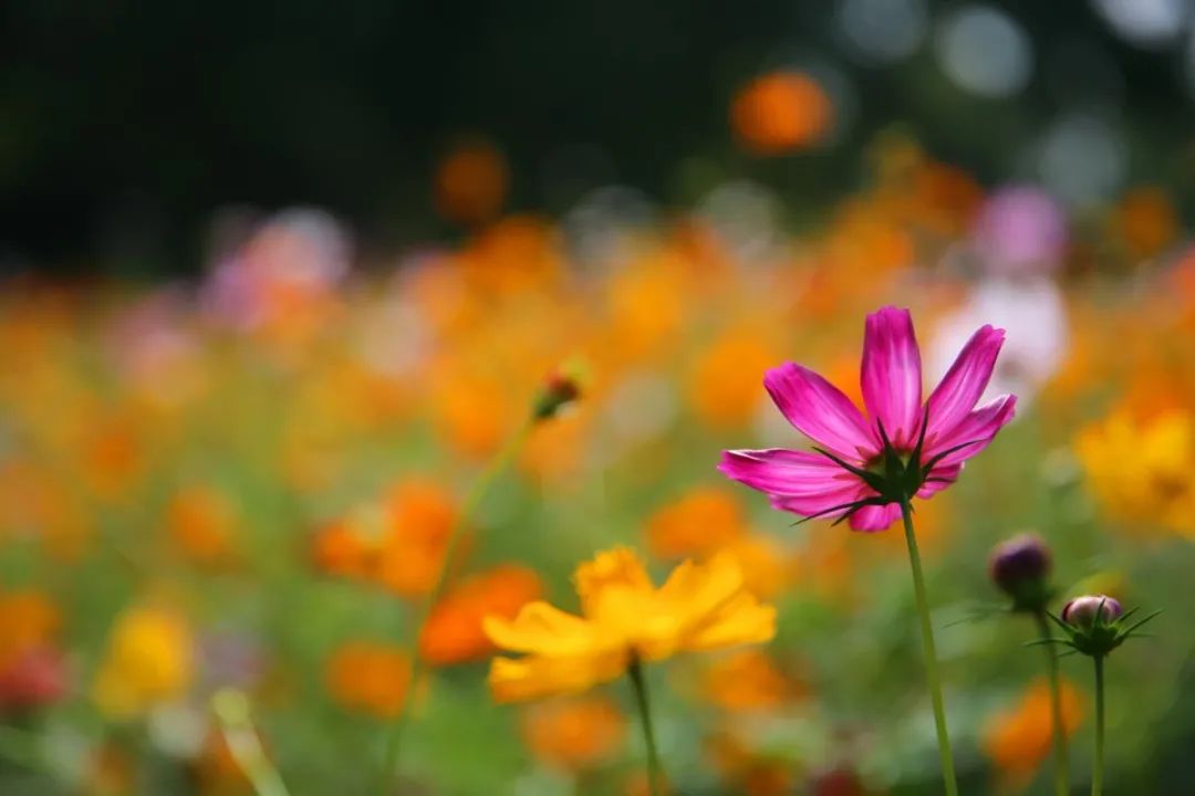触动心灵的圆明园,人间天堂粤语男声版