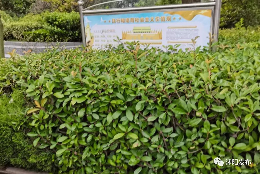 市中区小学学校排名一览表,各区重点小学排名