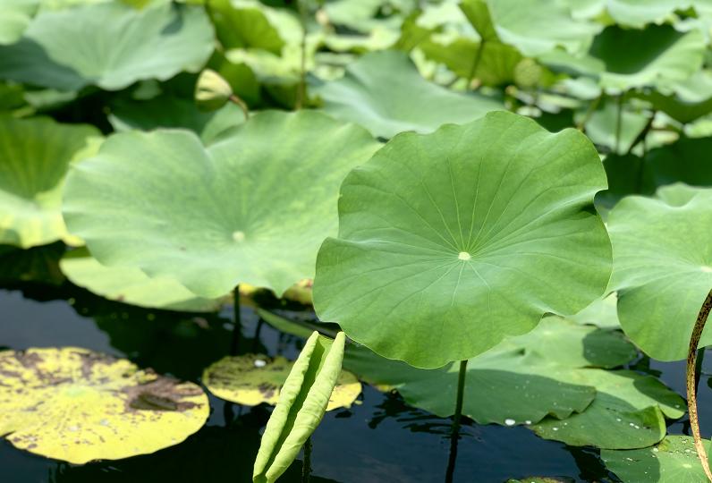 美翻了人间的小桥流水人家,最美的荷花海