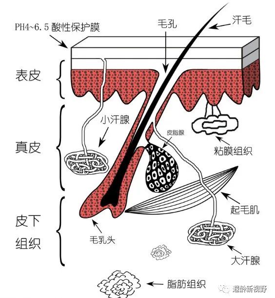 敬老爱老护理知识科普进社区,敬老爱老小知识