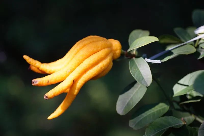 曲径通幽绿树环绕鸟语花香,曲径通幽空气清新