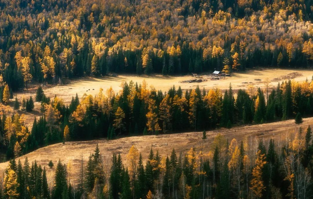 “*窥偷**”网红动物的生活，理解和分享一种离人群最远、离星空最近的喜悦|此刻夜读