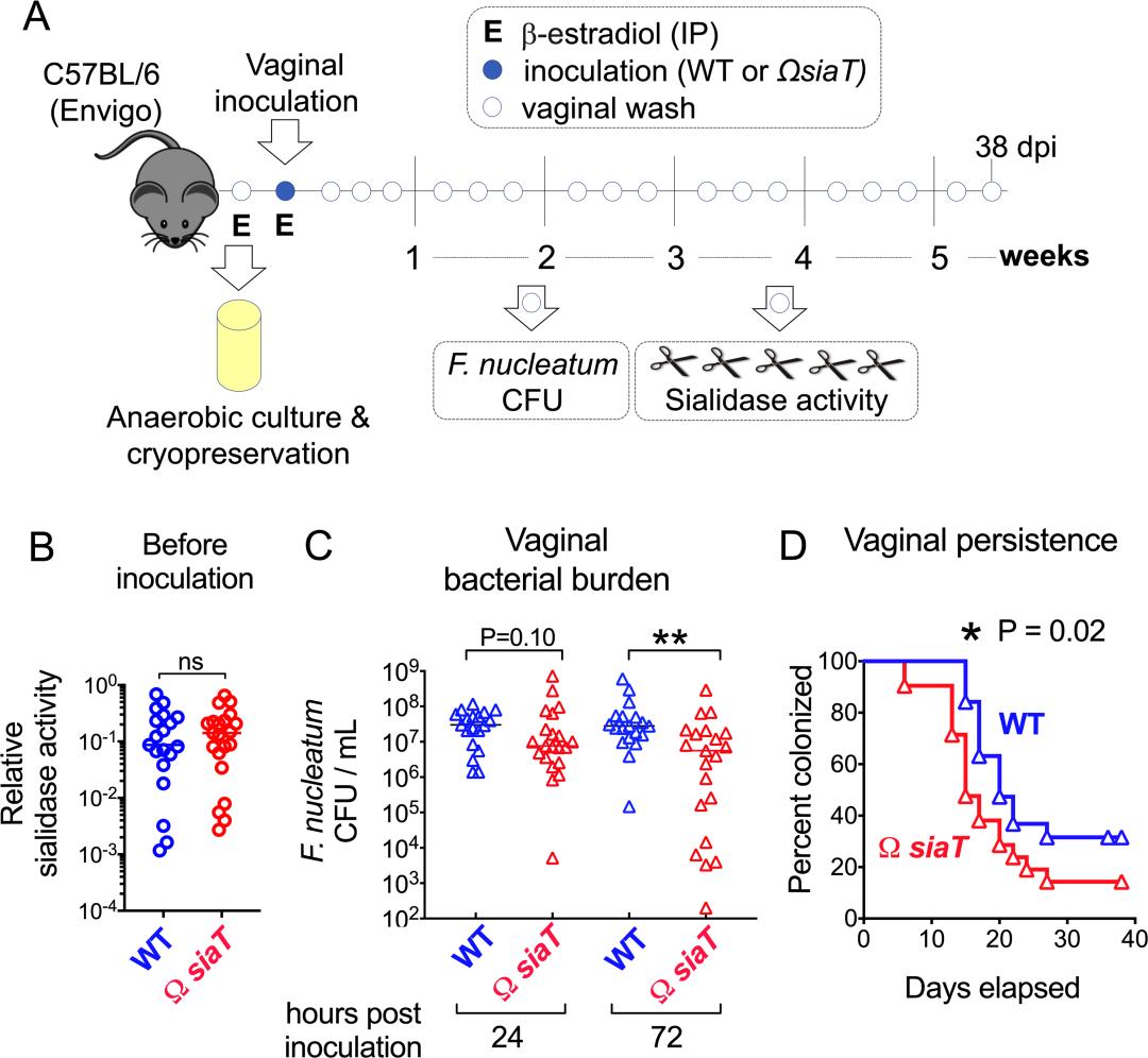 好像增加了奇怪的知识……研究表明，口腔细菌会增加阴道微生物的生态失衡