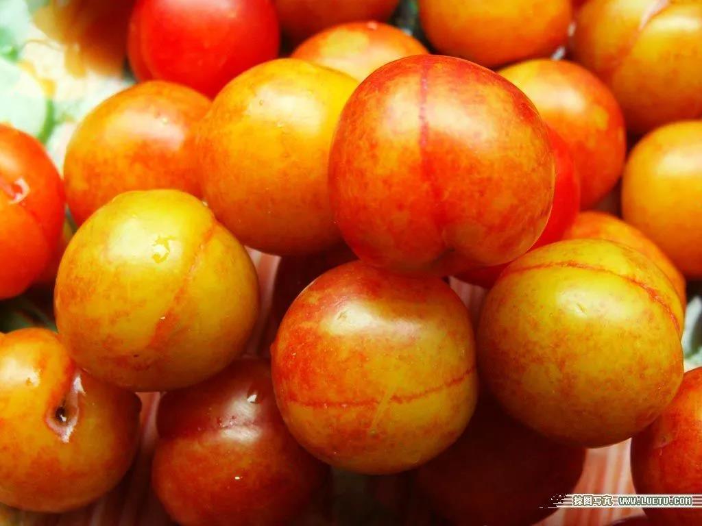 话梅用的是哪种梅,日本话梅是什么梅