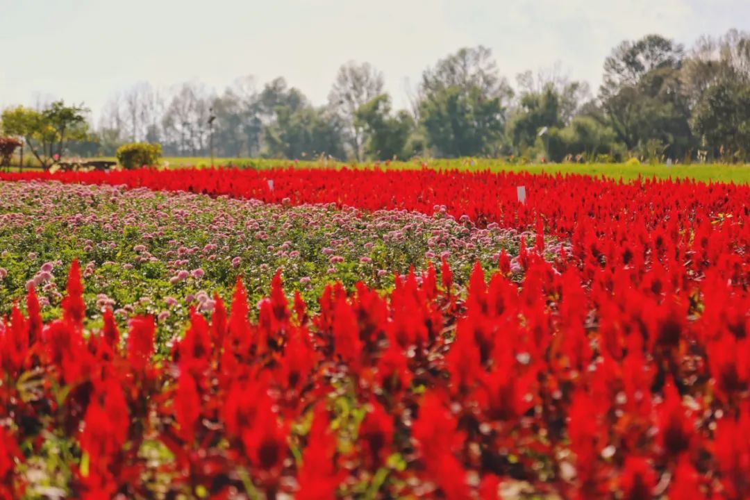花田之约，醉美其中…