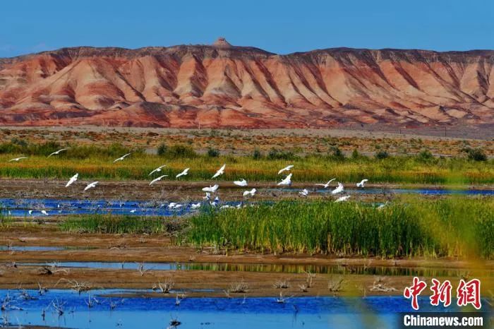 今日白露完整版歌,今日白露美句美文