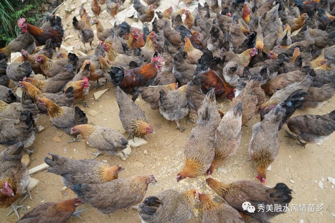 贫困村脱贫摘帽,脱贫摘帽精准帮扶