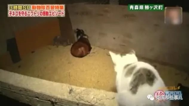 大爷养鸡为吃肉，但却不忍杀鸡。这背后秘密，莫名奇妙可爱