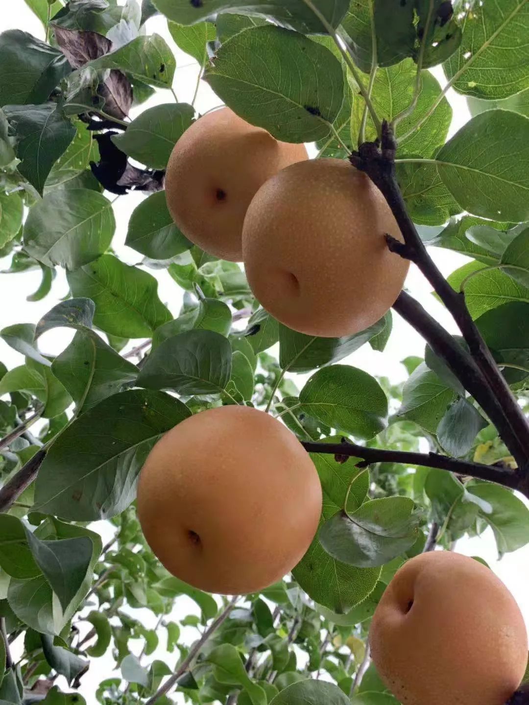 蜜汁秋月梨,冰糖秋月梨脆甜