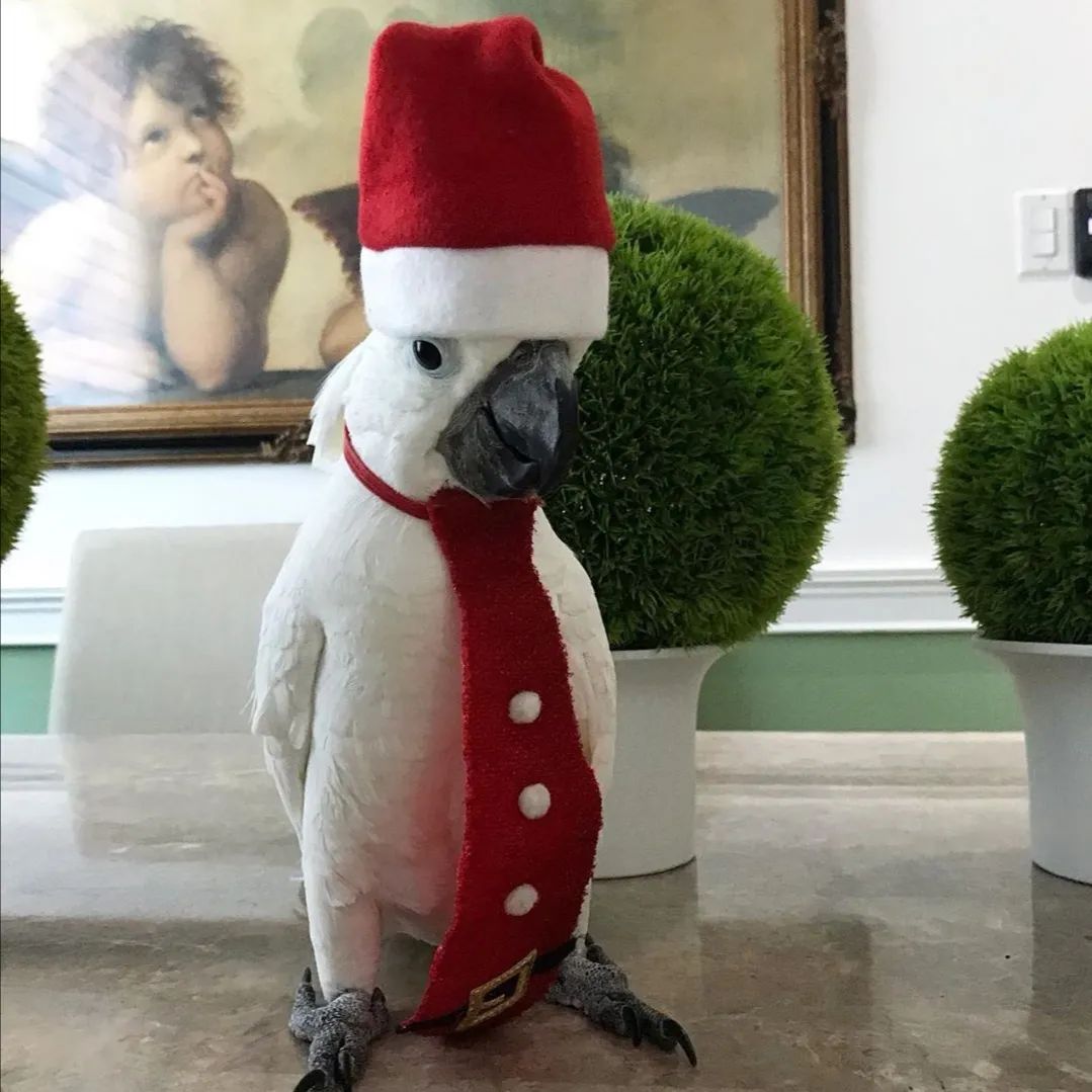 沙雕萌宠集合地,沙雕又可爱的萌宠