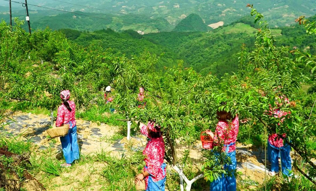 生态鸡致富鸡,生态鸡致富的视频