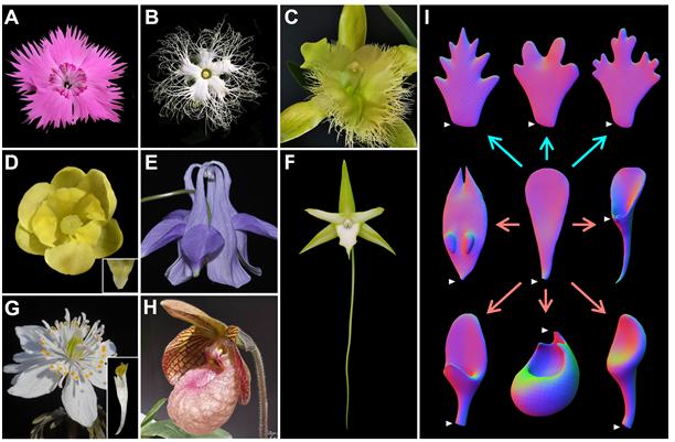 复杂花钿图,花瓣造型景观设计