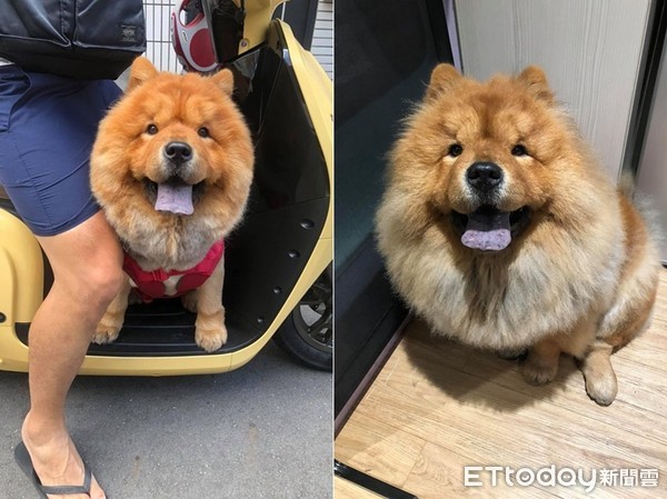 妈高喊要不要梳漂亮？　松狮跑来萌灿笑就定位