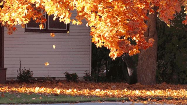 秋分的小知识有什么,今日秋分告诉孩子这些小知识