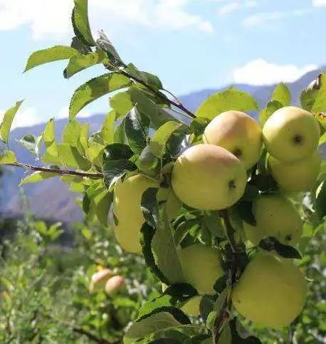 收藏！四川十二月月月hei惊艳