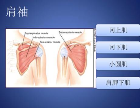 肩关节运动损伤的健康宣教,体育康复理疗专业