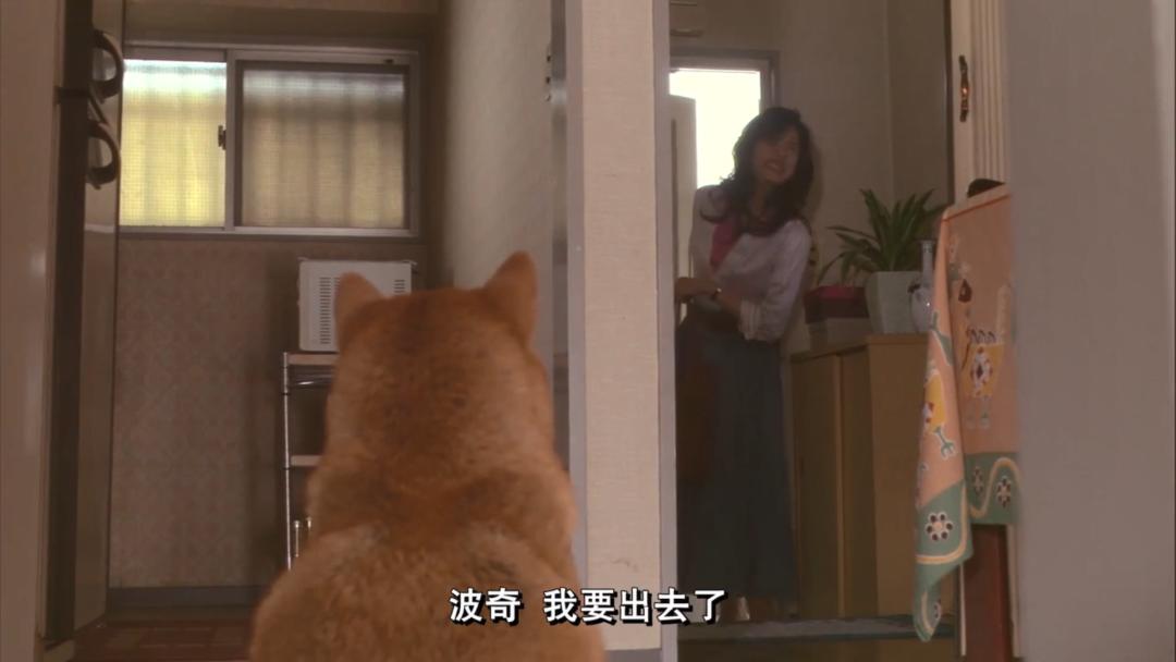 养了十年的狗和出生的婴儿,养了10年的狗和男朋友你选谁