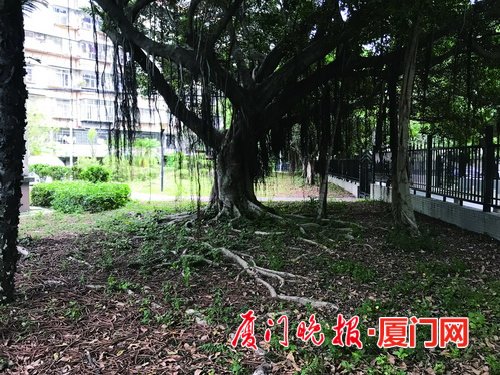厦一小区居民楼边榕树根系繁盛拱起地面物业已适度修剪