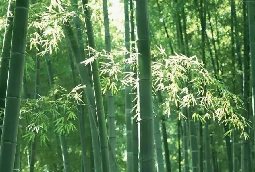 青白江足球场推荐,青白江特色风景