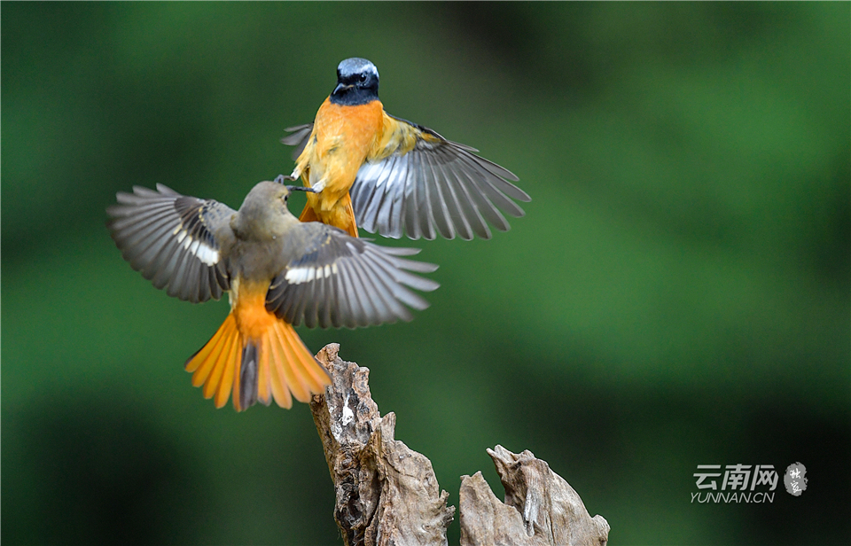 昆明金殿景色,云南昆明金殿公园绝美照片