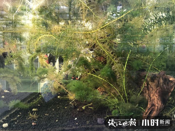 秋日盛宴！赏向日葵花海玩“猫猫兔”，省农科院杨渡科研创新基地多姿多彩