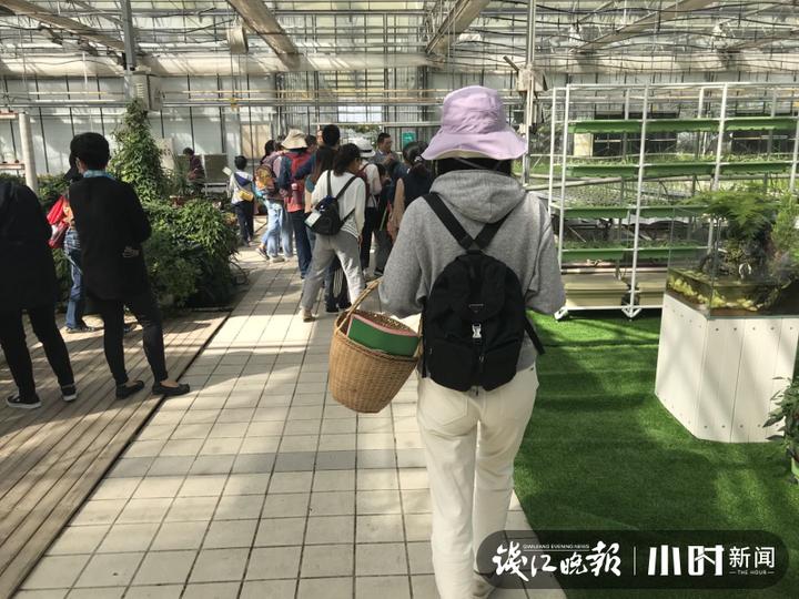 秋日盛宴！赏向日葵花海玩“猫猫兔”，省农科院杨渡科研创新基地多姿多彩