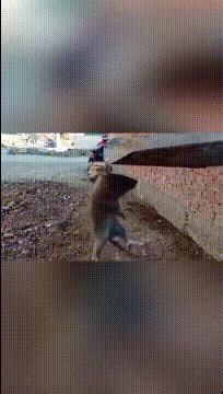 扁桃体和扁腺一样吗,扁桃体和扁桃仁有什么联系