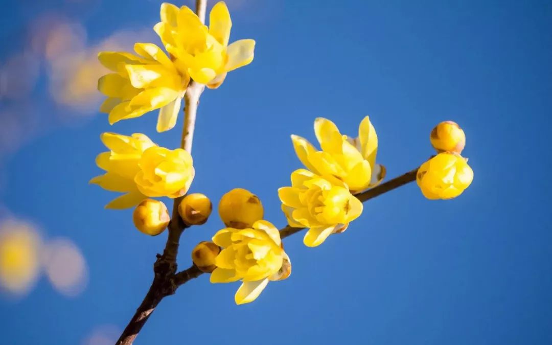 成都1100个公园俯瞰,成都100个公园规划图