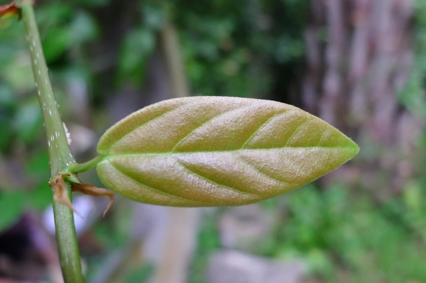 无花果抗虫,无花果的抗癌效果怎样