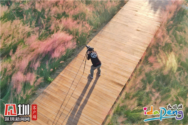 七娘山下禾塘湿地公园,大鹏禾塘湿地公园粉黛乱子草