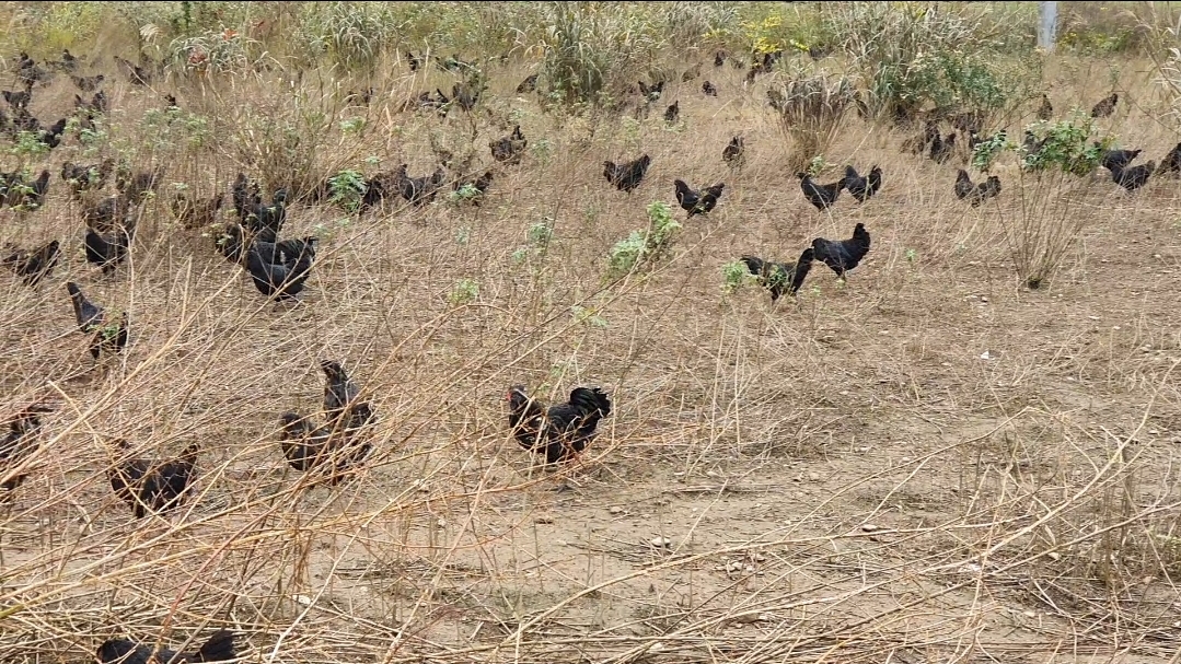 陕西汉中略阳乌鸡养殖,陕西略阳乌鸡