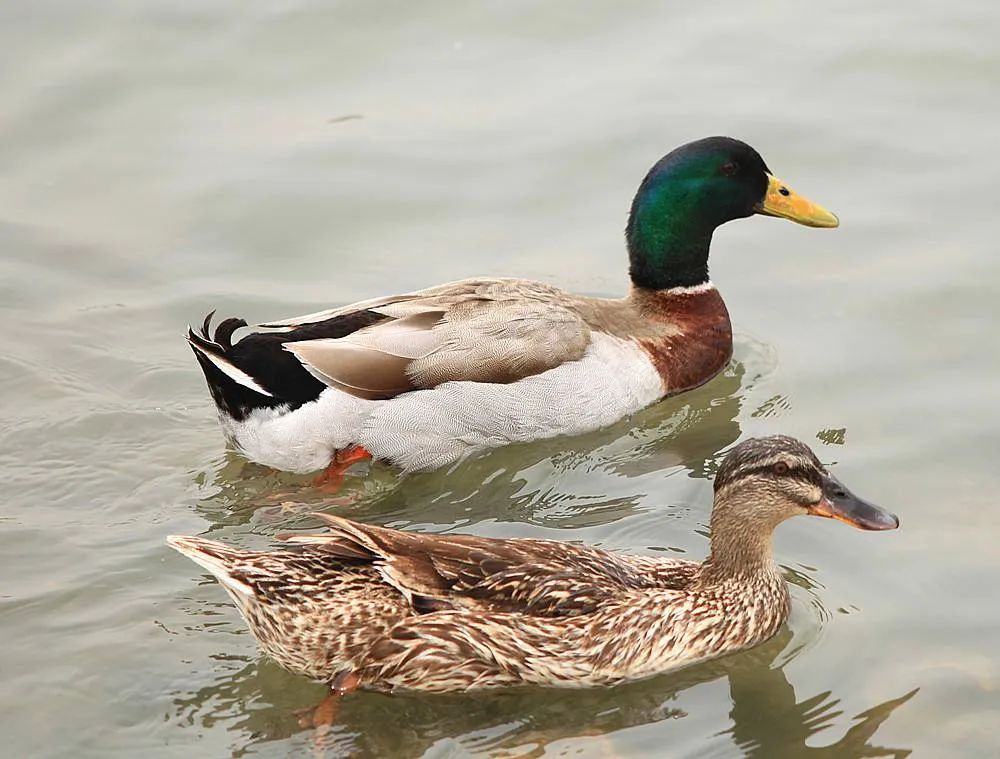 双鸟比翼飞图片,各种罕见奇鸟比翼双飞