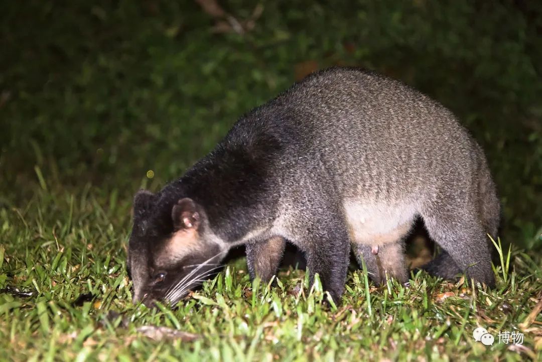 2003年非典是因为果子狸吗,非典与果子狸有关吗