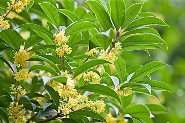 不合格的润唇膏致癌,唇膏选不对有致癌风险